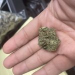 Weed delivery in Prague. 
                    Kush Fantasy Marijuana Strain