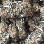 Weed delivery in Prague. 
                    Gorilla Pebbles Marijuana Strain