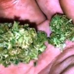 Weed delivery in Prague. 
                    Orange Krush Marijuana Strain